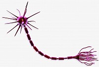 Neurônio