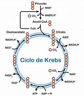Vias metabólcias